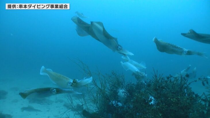 アオリイカの産卵シーズン　和歌山・串本町でダイバーたちが海底３か所に産卵床を設置