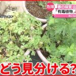 【山菜】よく似た“有毒植物”との見分け方