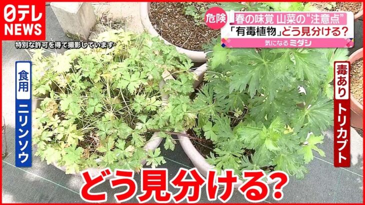 【山菜】よく似た“有毒植物”との見分け方