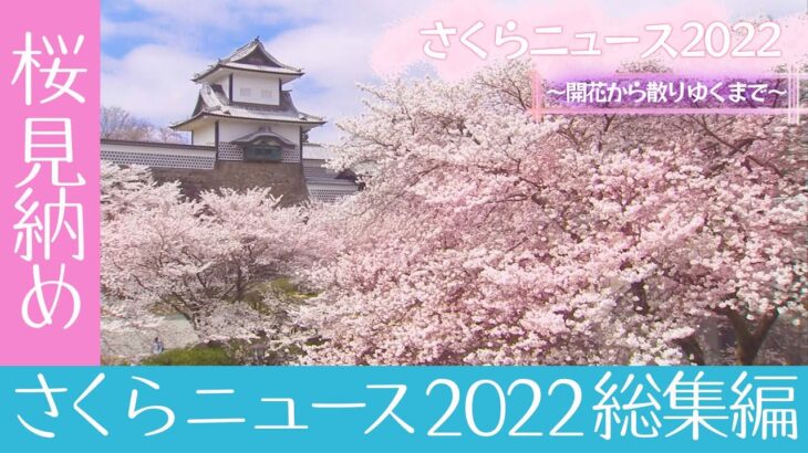 今年の桜も見納め！日本全国 桜の映像総まとめ！さくらニュース2022 総集編