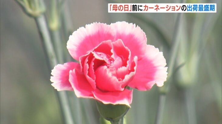 ピンクや淡い朱色も人気「カーネーション」の出荷　5月8日は『母の日』　兵庫・淡路市（2022年5月7日）