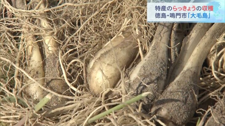 特産「らっきょう」の収穫が最盛期　徳島・鳴門市の大毛島　西日本有数の産地（2022年5月7日）