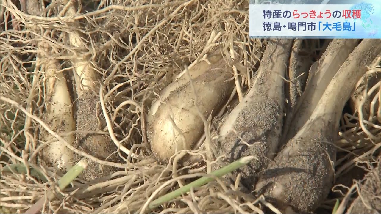 特産「らっきょう」の収穫が最盛期　徳島・鳴門市の大毛島　西日本有数の産地（2022年5月7日）