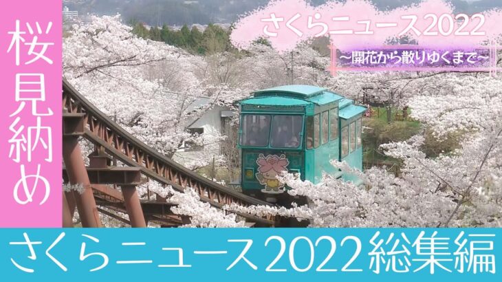 【ラスト配信】今年の桜も見納め！日本全国 桜の映像総まとめ！さくらニュース2022 総集編