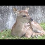 奈良公園で今年最初の鹿の赤ちゃんお披露目　早速元気な姿で走り回る　６月にかけて出産ピーク