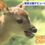 奈良公園で今年初の『鹿の赤ちゃん』誕生　体長６１ｃｍ　７月下旬に奈良公園デビュー（2022年5月9日）