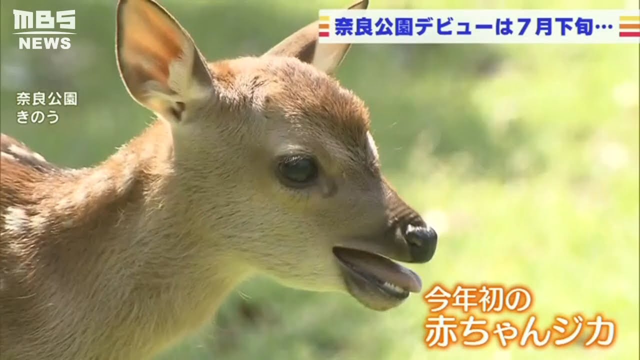 奈良公園で今年初の『鹿の赤ちゃん』誕生　体長６１ｃｍ　７月下旬に奈良公園デビュー（2022年5月9日）