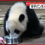 【双子パンダ】レイレイの方が上手？お皿に口つけ人工乳を飲む 上野動物園