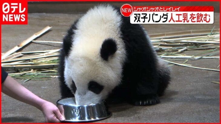 【双子パンダ】レイレイの方が上手？お皿に口つけ人工乳を飲む 上野動物園