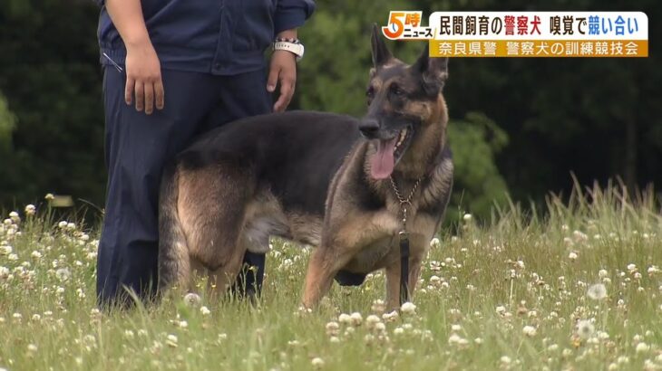 今年採用『後ろ足１本ない嘱託警察犬ゼノ』も奮闘！家庭などで訓練受ける警察犬競技会（2022年5月10日）