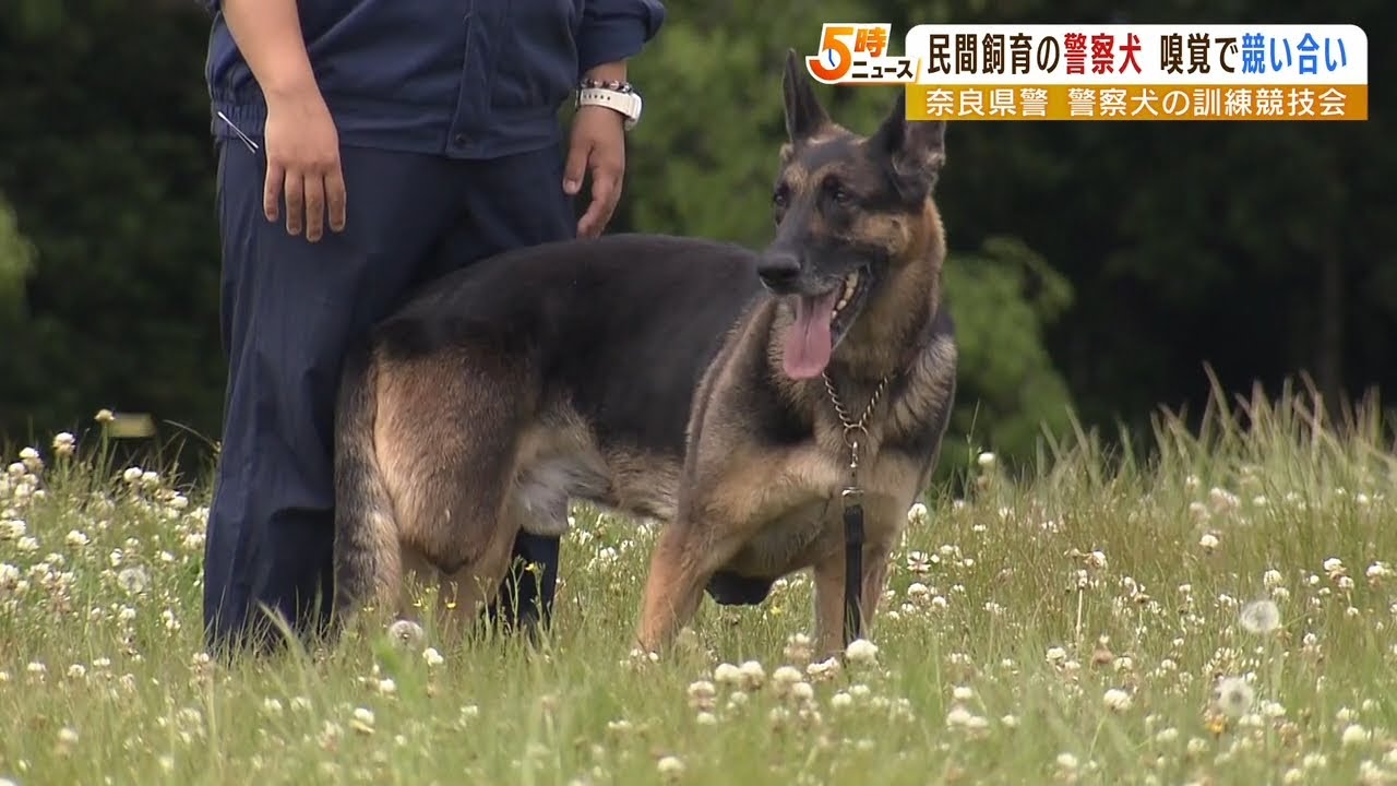 今年採用『後ろ足１本ない嘱託警察犬ゼノ』も奮闘！家庭などで訓練受ける警察犬競技会（2022年5月10日）