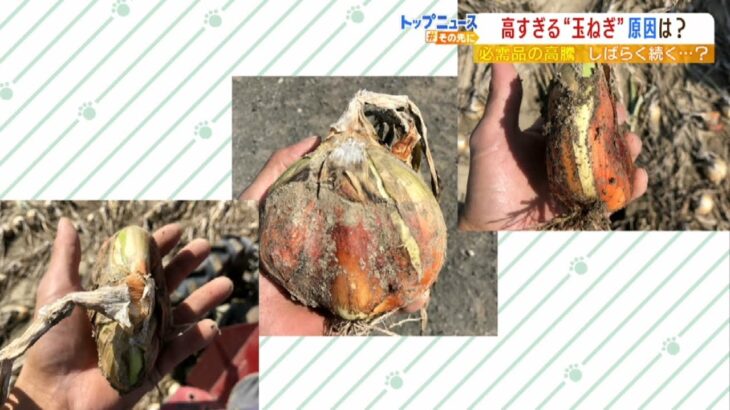 「丸い玉ねぎがせんべいのように」家庭も店も農家も泣く『玉ねぎ高騰』北海道の猛暑で（2022年5月10日）