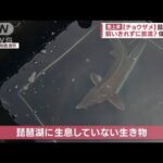 チョウザメが琵琶湖に・・・飼いきれずに放流？「最後まで飼って」(2022年5月10日)