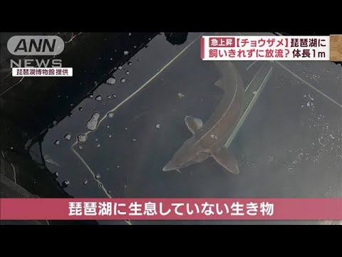 チョウザメが琵琶湖に・・・飼いきれずに放流？「最後まで飼って」(2022年5月10日)