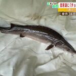 琵琶湖で『体長１ｍのチョウザメ』捕獲！？「手軽に飼って逃がしてしまう人が多い魚」（2022年5月10日）