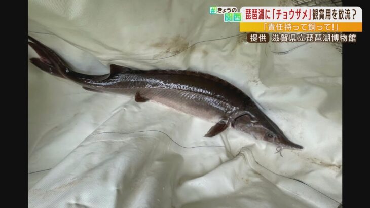 琵琶湖で『体長１ｍのチョウザメ』捕獲！？「手軽に飼って逃がしてしまう人が多い魚」（2022年5月10日）