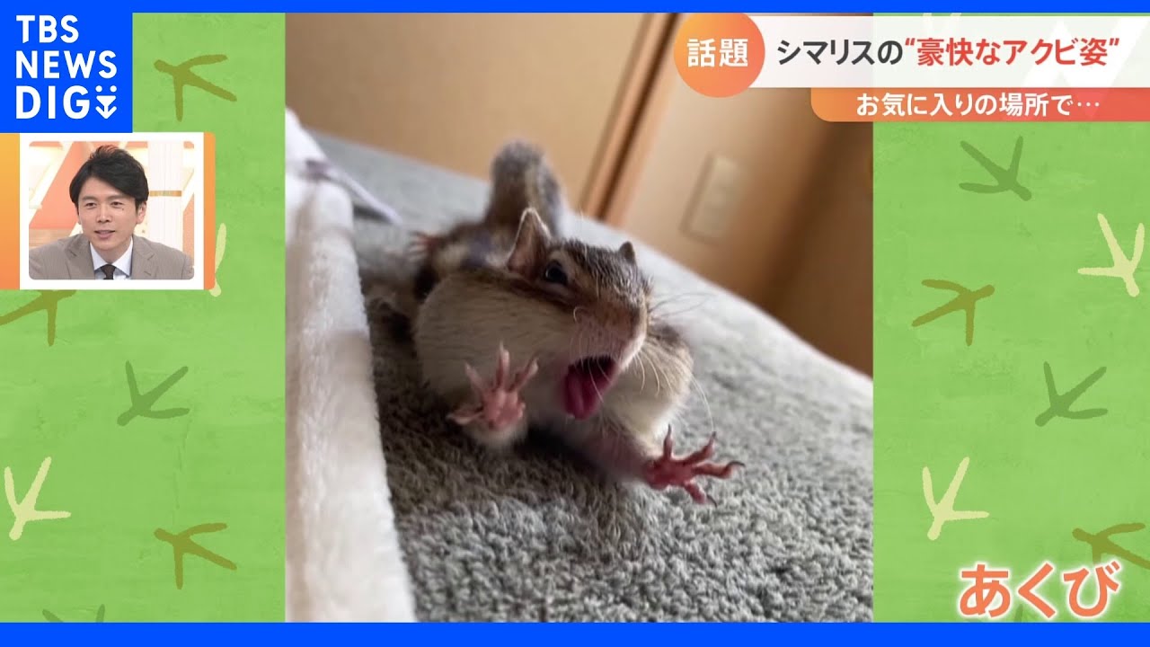 何をしても可愛い…シマリスの“豪快アクビ姿”【Nスタ】｜TBS&nbsp;NEWS&nbsp;DIG