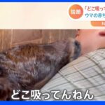 「どこ吸ってんねん！」競走馬の赤ちゃん飼育員に…「まさかそこを吸うとは」【Nスタ】｜TBS NEWS DIG