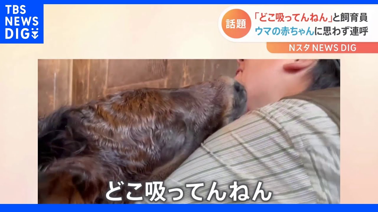「どこ吸ってんねん！」競走馬の赤ちゃん飼育員に…「まさかそこを吸うとは」【Nスタ】｜TBS&nbsp;NEWS&nbsp;DIG