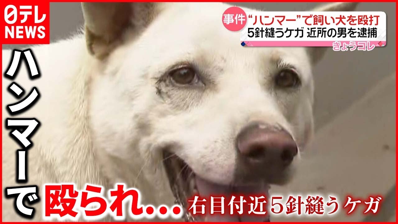 【近所の男逮捕】「モノ持った男性近づくと怖がるように…」飼い主が悲痛な思い語る