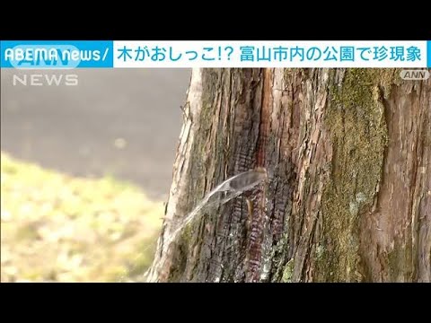木がおしっこ!?　幹からチョロチョロ・・・公園で珍現象(2022年5月11日)