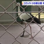 『コウノトリの義足づくり』で義肢装具士の専門学校がコウノトリの郷公園とタッグ（2022年5月12日）