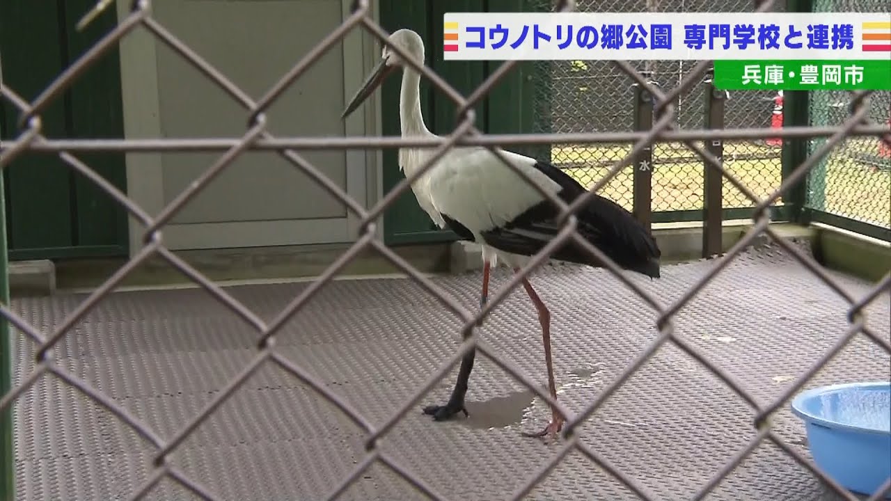 『コウノトリの義足づくり』で義肢装具士の専門学校がコウノトリの郷公園とタッグ（2022年5月12日）