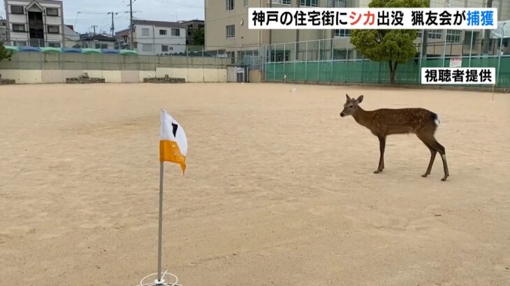 市街地にシカ出没！地元猟友会の捕獲の様子を撮影　２～３歳のオス　今後対応を協議（2022年5月12日）