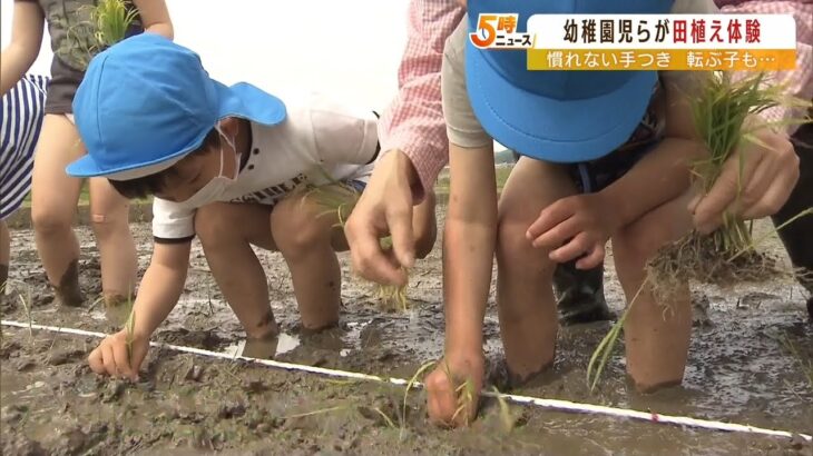 幼稚園児１６人が挑戦する『田植え』体験　食育の一環　秋には収穫しておにぎりに（2022年5月12日）