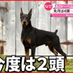 【あのドーベルマン】再び脱走…今度は親子２頭 「飼育環境が劣悪」