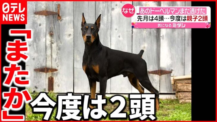 【あのドーベルマン】再び脱走…今度は親子２頭 「飼育環境が劣悪」