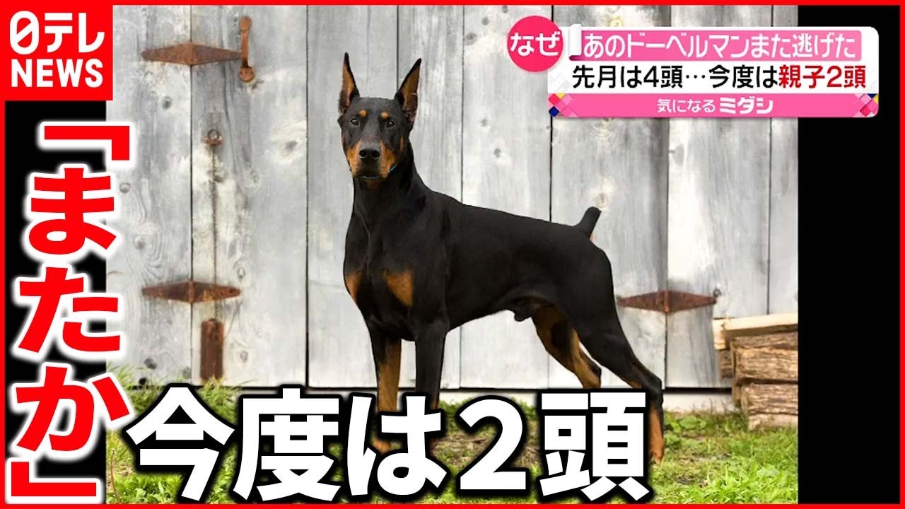 【あのドーベルマン】再び脱走…今度は親子２頭 「飼育環境が劣悪」
