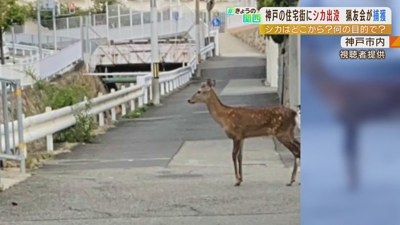 「街に出かけたくなる要因があったのではないか」神戸の市街地に現れたシカ…殺処分に（2022年5月12日）
