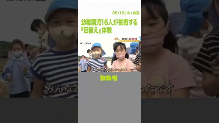 幼稚園児１６人が挑戦する『田植え』体験　食育の一環　秋には収穫しておにぎりに（2022年5月12日）#Shorts#田植え#体験