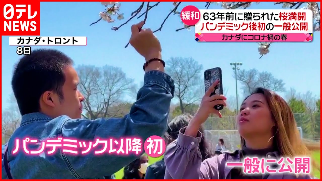 【カナダ】パンデミック後初の一般公開 桜満開のトロントの公園