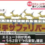 【鳥インフルエンザ】エミューとダチョウ“殺処分”に 岩手県の飼育施設