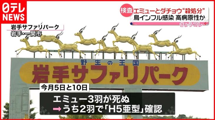 【鳥インフルエンザ】エミューとダチョウ“殺処分”に 岩手県の飼育施設