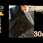 【独自】“エサやりトラブル”警察出動・・・迷惑！金魚＆コイぶちまけ　ネコ来て住民困惑(2022年5月13日)