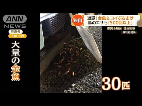 【独自】“エサやりトラブル”警察出動・・・迷惑！金魚＆コイぶちまけ　ネコ来て住民困惑(2022年5月13日)