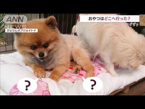 おやつはどこへ？　子犬にうなられ・・・関係性が分かっちゃう！(2022年5月13日)