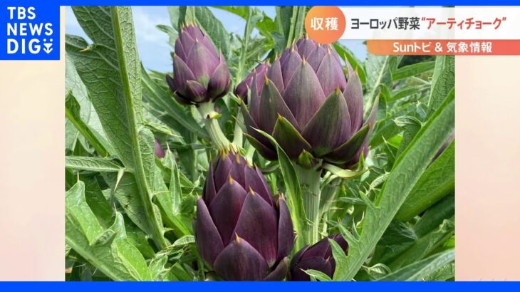 珍野菜！アーティチョーク収穫始まる 千葉県松戸市にある日本最大規模のアーティチョーク畑【SUNトピ】｜TBS NEWS DIG
