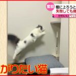 【奮闘】ジャンプまたジャンプ…あきらめない猫の挑戦