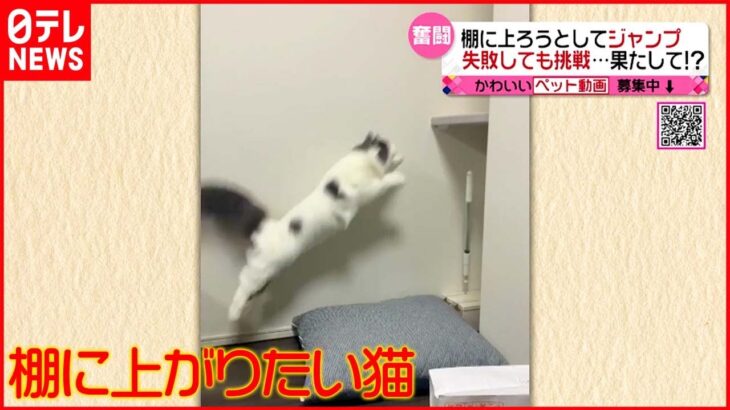 【奮闘】ジャンプまたジャンプ…あきらめない猫の挑戦