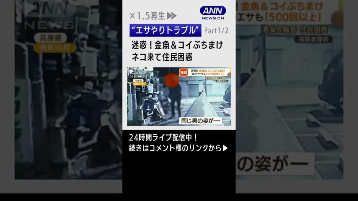 【独自】“エサやりトラブル”警察出動・・・迷惑！金魚＆コイぶちまけ　ネコ来て住民困惑(Part1/2)(1.5倍速) #shorts