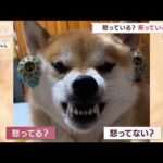 怒ってる？笑ってる?「美顔ローラー」で恍惚の表情の柴犬(2022年5月16日)