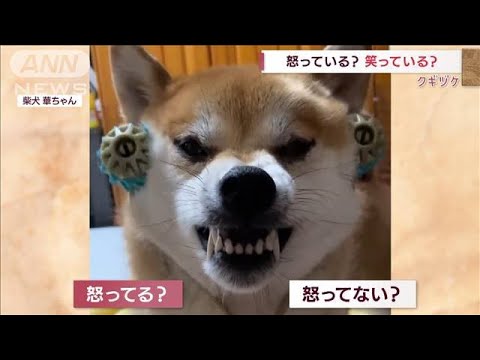 怒ってる？笑ってる?「美顔ローラー」で恍惚の表情の柴犬(2022年5月16日)