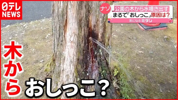 【偶然が重なり…】公園の木から“水噴き出す” 富山市