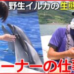 【密着】野生イルカの生態調査も⁉水族館トレーナーの仕事　長崎　NNNセレクション