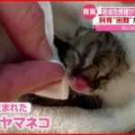 【絶滅危惧種】ツシマヤマネコの赤ちゃん誕生 元気に母乳飲む