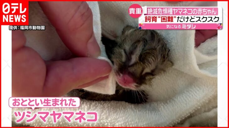 【絶滅危惧種】ツシマヤマネコの赤ちゃん誕生 元気に母乳飲む
